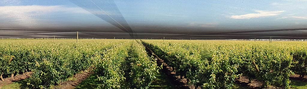 Crop protection canopy, crop nets, birds fruit fly hail sun frost wind