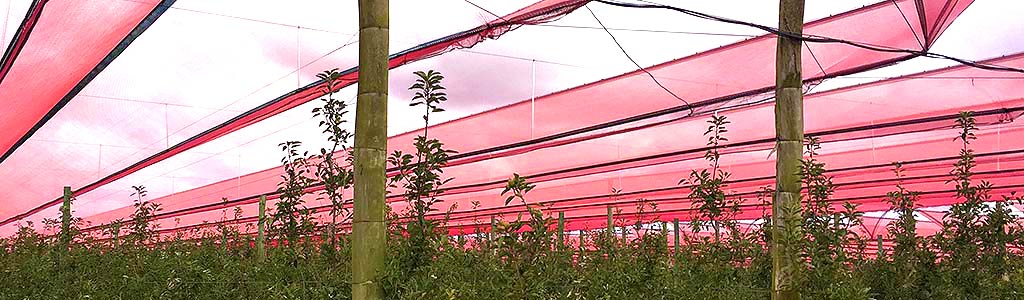 Crop protection pitch canopy hail